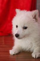 Health Registered Pomeranian.(850) 800-8765