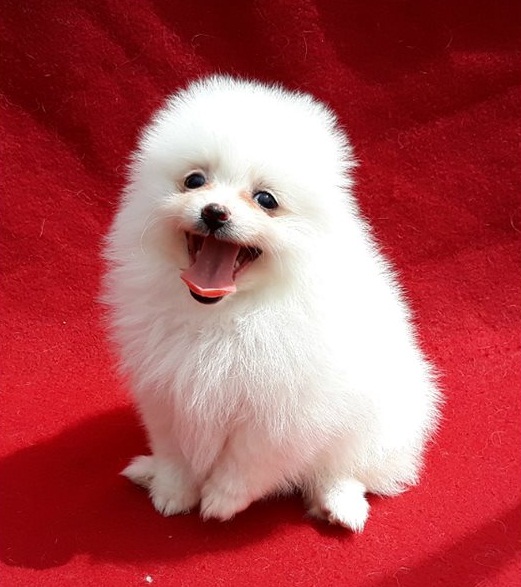 Super cute male and female Pomeranian puppies for rehoming