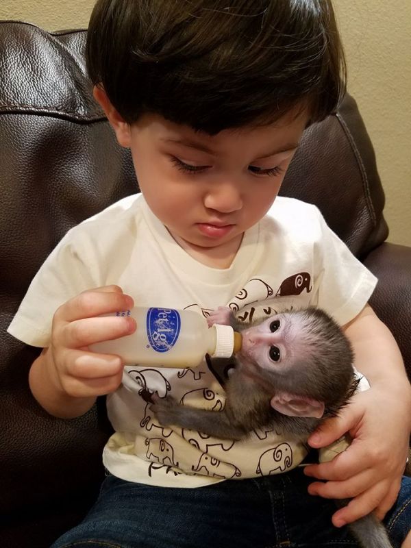 Capuchin Monkey for sale 