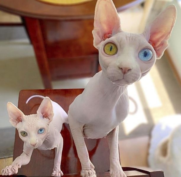 Sphynx kittens for adoption