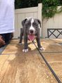 Pitbull puppies for adoption
