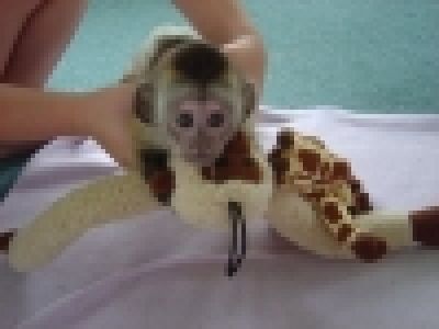 Healthy Capuchin,Marmoset,Squirrel and Spider Monkeys Available