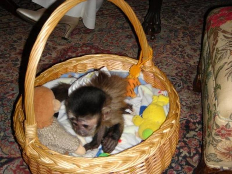 Baby capuchin monkeys for your family