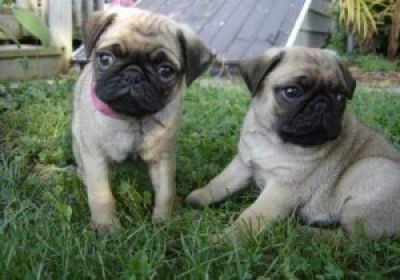 AKC Pug Puppies Available Text me at (515)602-7397