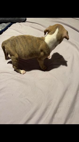 Pitbull puppies for adoption