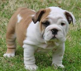 Extremely Cute Male And Female English Bulldog Puppies..text at 605-534-7549
