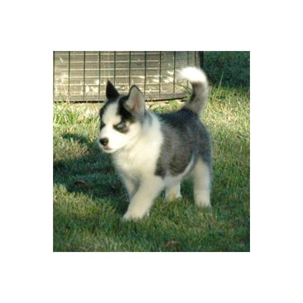 Beautiful Siberian Husky pups