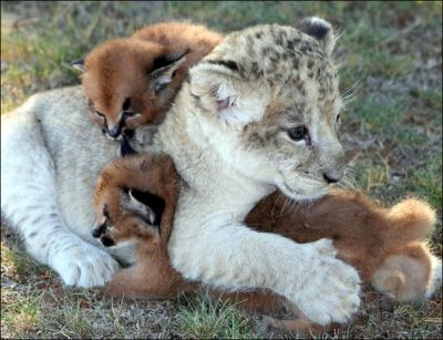 White tiger cubs and cheetah cubs and sphynx kitten for sale