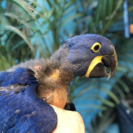 Sweet baby Hyacinth Macaws