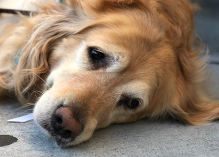 Pet Euthanasia San Antonio - Gentle Pet Passages