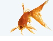 Goldfish care