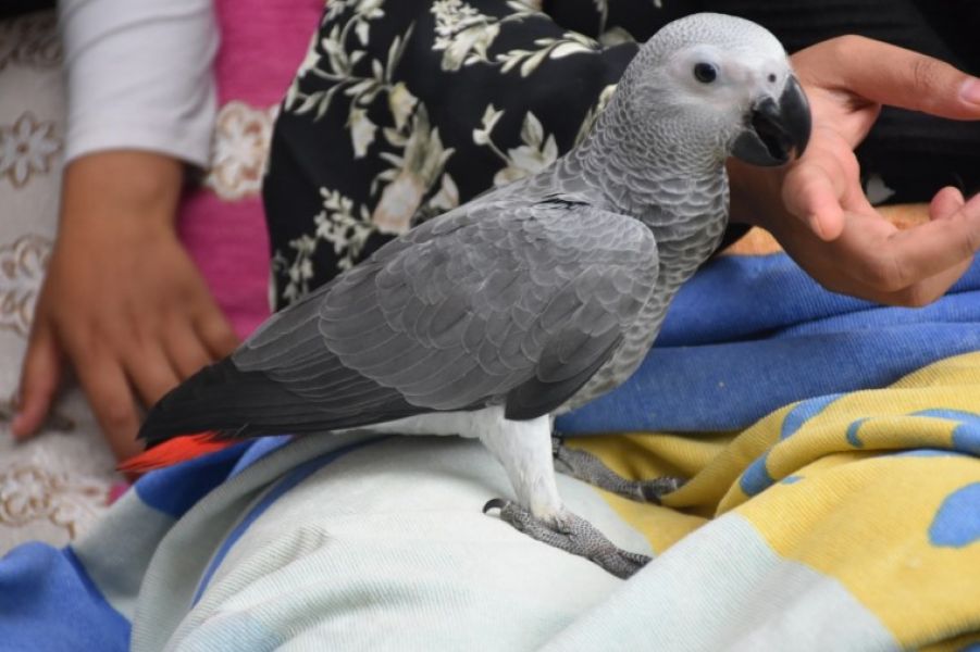Beautiful African grey parrots are currently available