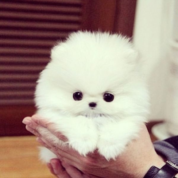 Courageous  Male  and Female Pomeranian Puppies available