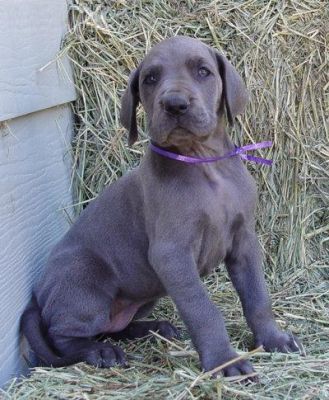   Great Dane pups