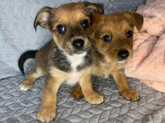 Yorkie Puppies Available