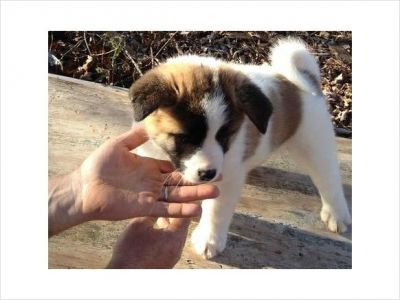 Cute Pedigree Akita Puppies For Sale