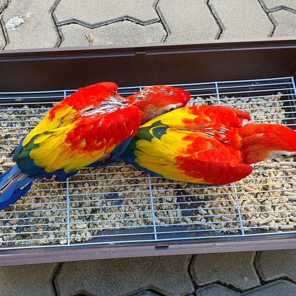 Blue and Gold Macaw for sale