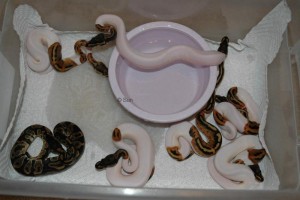 Cute and adorable Balls ,Piebalds,king-snakes and Albinos pythons 