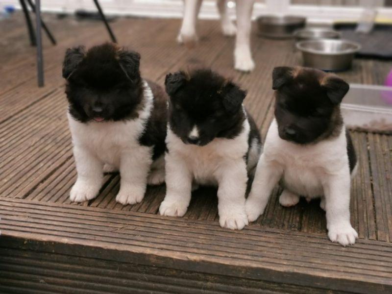 Cute Akita  Puppies 