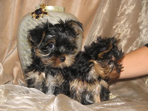 Adorable Yorkie Puppies For Adoption Text Me on 862-414-3395