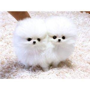 Pomeranian Puppies