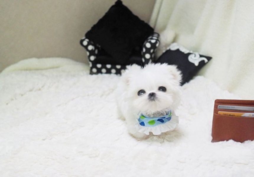 Wonderful Male  and Female Pomeranian Puppies available
