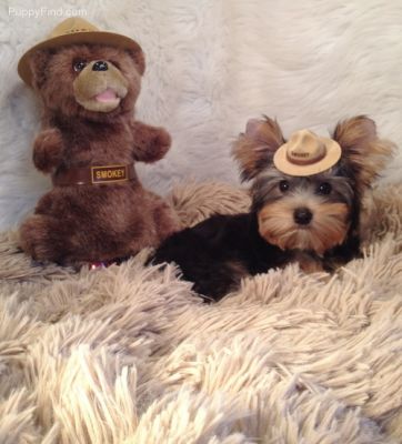 Gorgeous Male and Female Teacup Yorkie Puppies for adoption..xmas