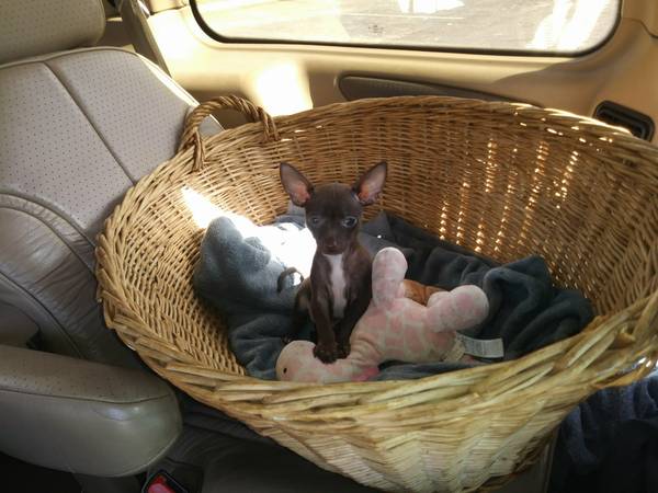 Chihuahua Puppy