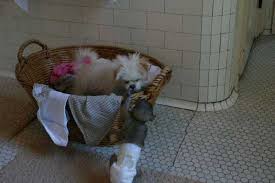Two well trained baby face capuchin monkeys available.