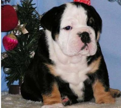 Lovely bull dog puppies for sale