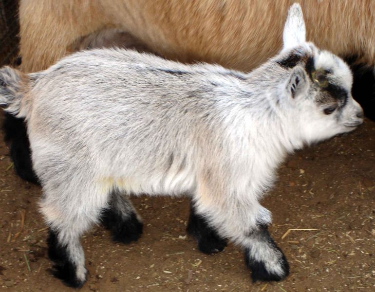 African Pygmy Goat for Sale – Ship Worldwide