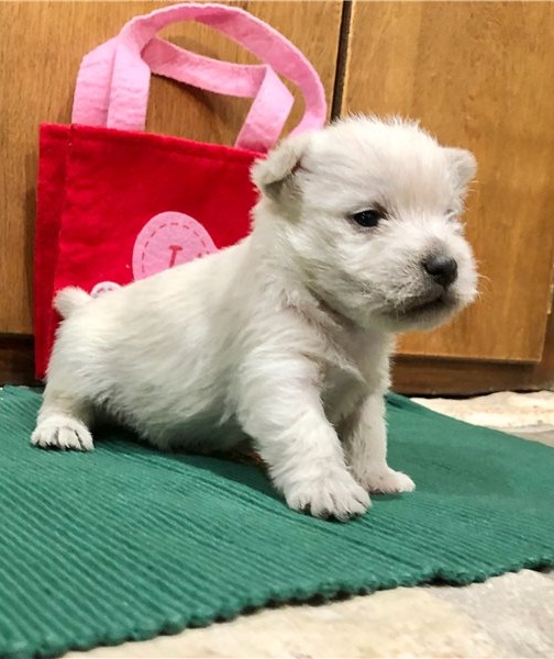 Playful West Highland White Terrier Available