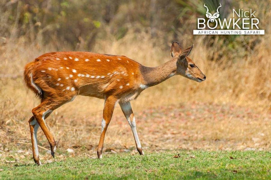 Fulfill your lifetime dream of Hunting Safari in South Africa. Research for your free-range Hunting 