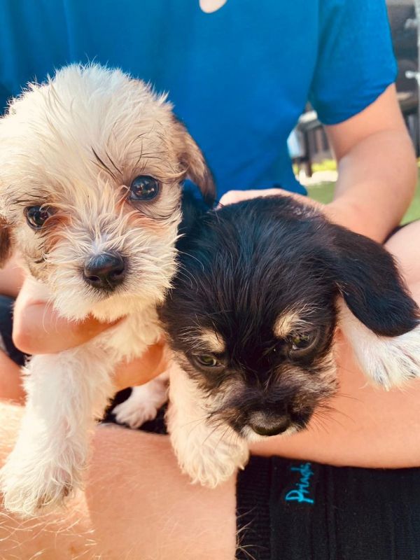 Awesome T-Cup Maltese Puppies Available