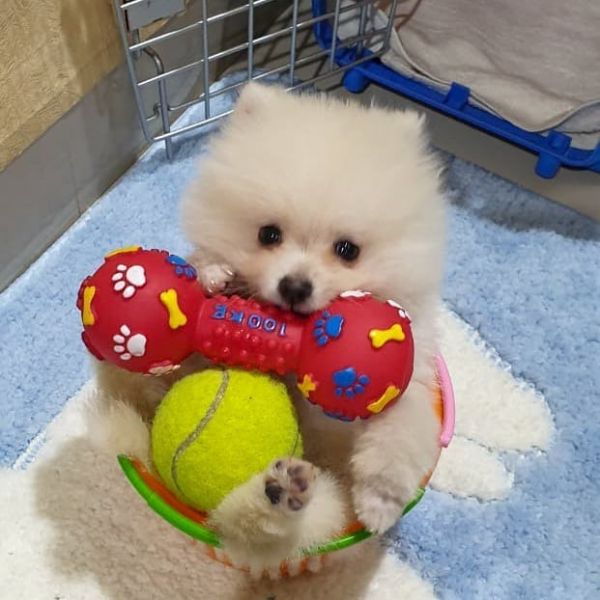 Teacup Pomeranian Puppies Available (678) 870-6738