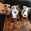 Pitbull puppies