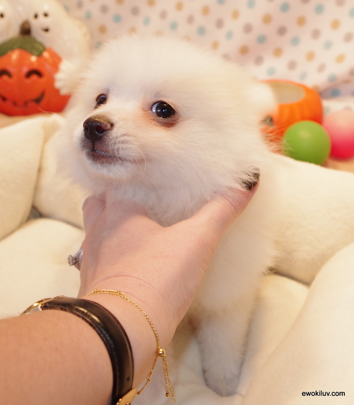 Teacup Pomeranian Puppies Available (440) 340-3236