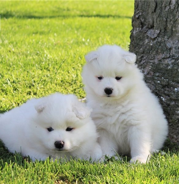 Top quality Samoyed Puppies Available