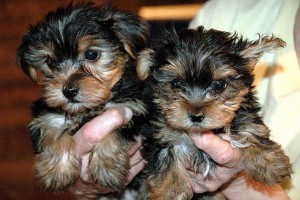 ''Registered Male & Female yorkie Puppies For Adoption''''