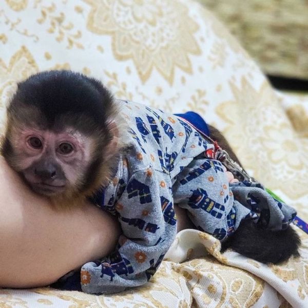 Baby capuchin monkeys for your family  (830) 209-5279