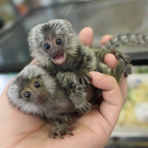 Marmoset Monkeys for sale