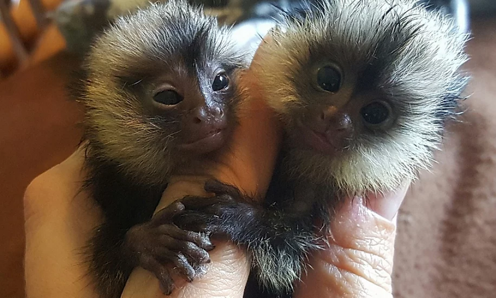 Marmoset monkeys available. txt 971-318-3477