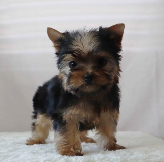AKC registered male and female Yorkie Puppies