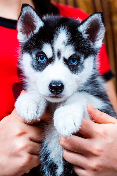 Husky babies for home love