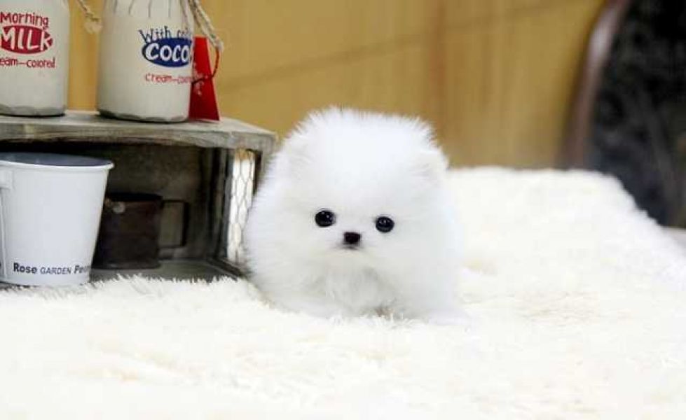 T- cup  Male  and Female Pomeranian Puppies available