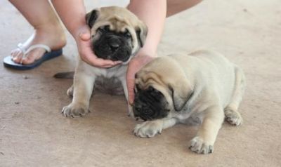 Gorgeous pug puppy looking for new and clean home