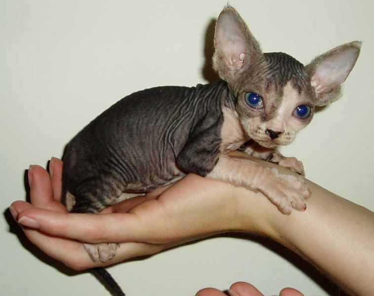 Hairless- Sphynx Kittens for new homes