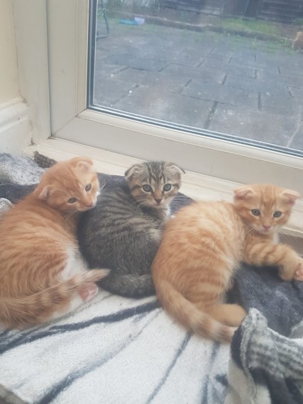 Scottish Fold And Straight Kittens