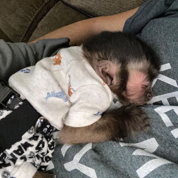 Baby capuchin monkeys for your family  (830) 209-5279