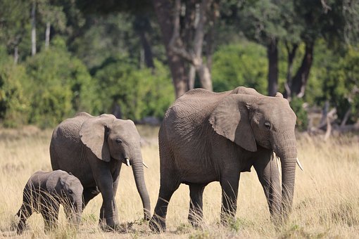 Luxury lodge safaris Kenya